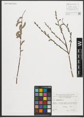 Foto von Salix purpurea L.